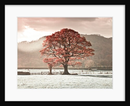 Oak tree by Assaf Frank